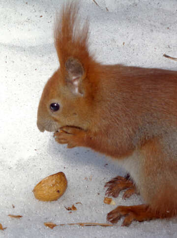 Squirrel in winter №19467