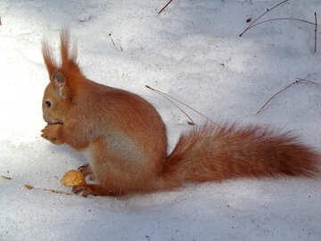 Écureuil de l`hiver