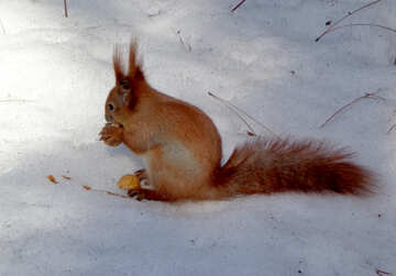 Squirrel №19470