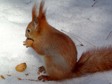 Lo scoiattolo mangia №19466