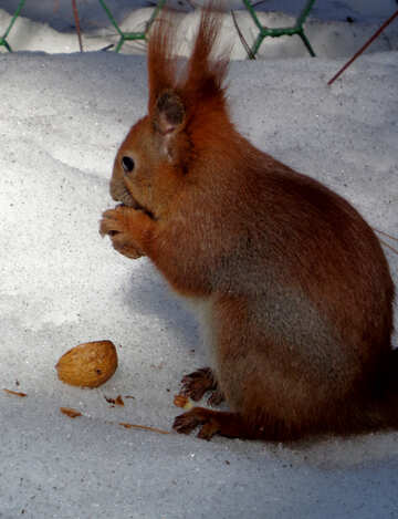 Eichhörnchen frisst Nut im Schnee №19465