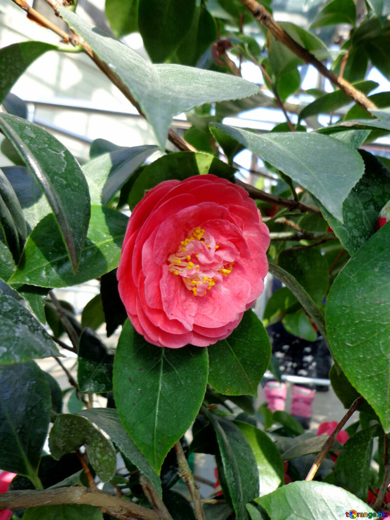 Flor de azalea №19430