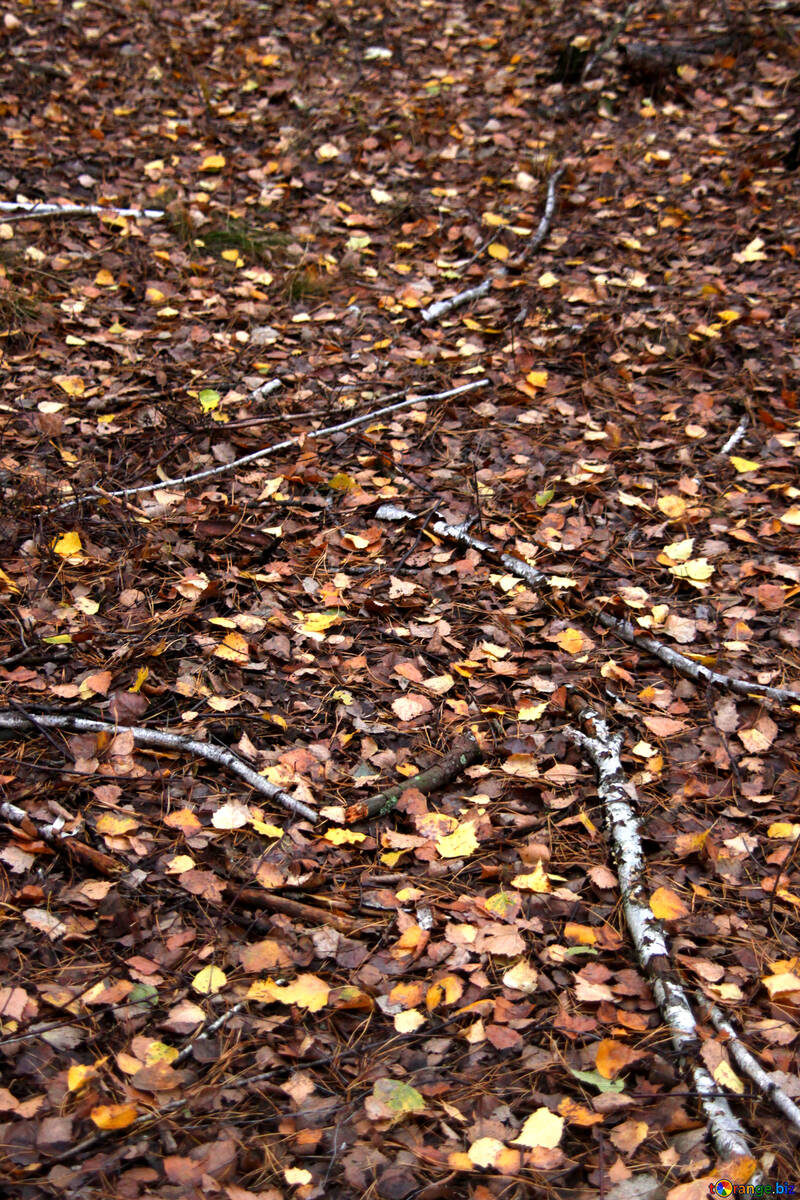 Autumn in Birch Forest №19051