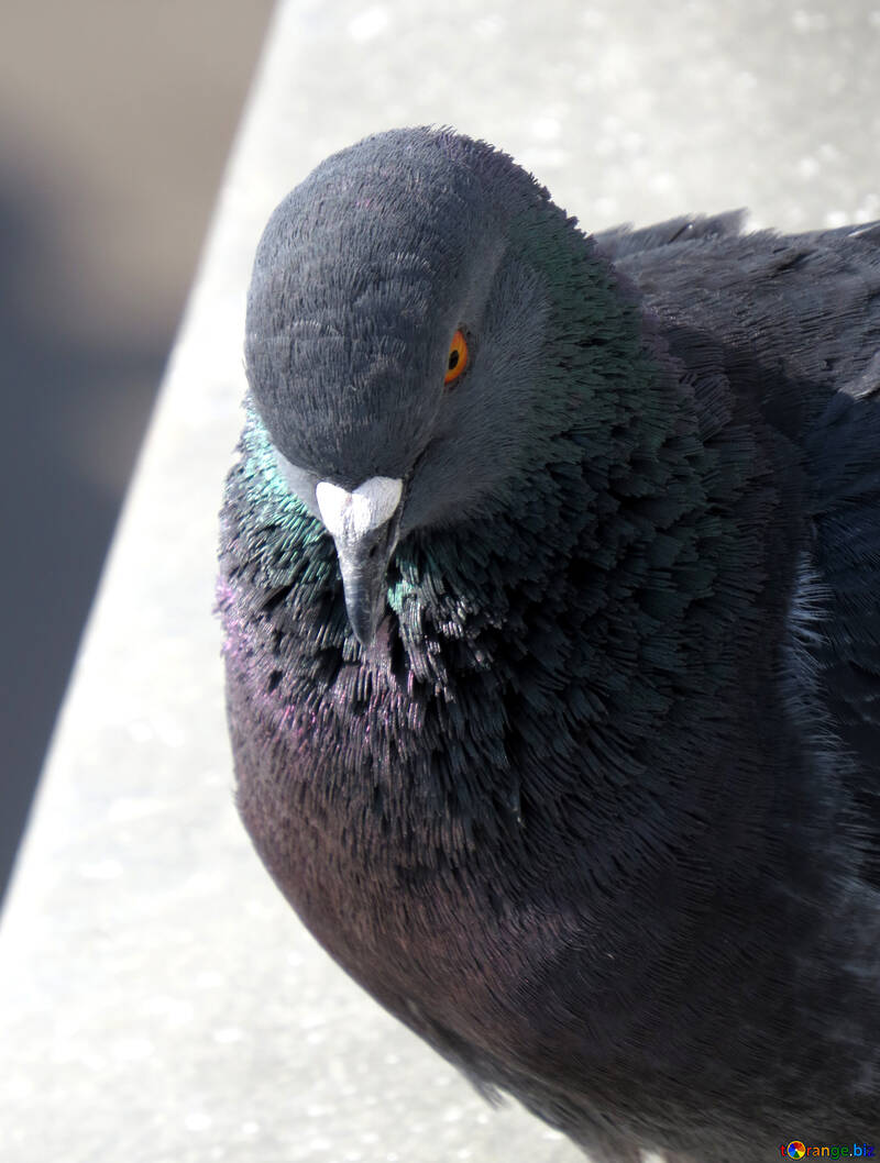 Pigeon gris №19814