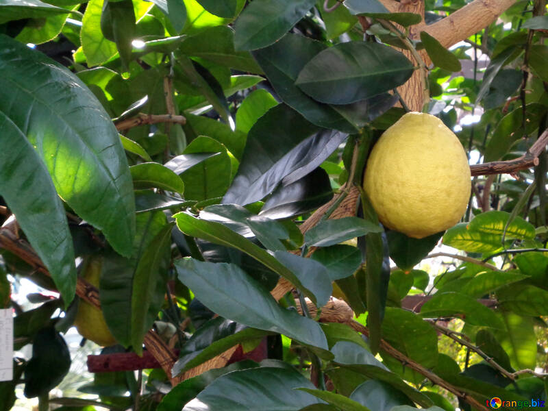 Lemon on tree №19483
