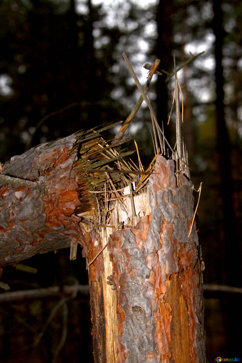 Broken tree №19069