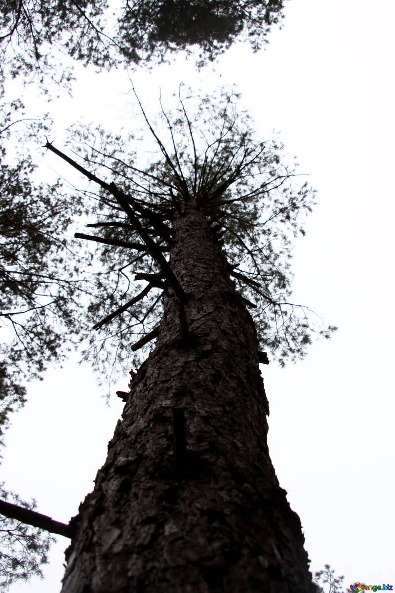 Tall pine trees №19047