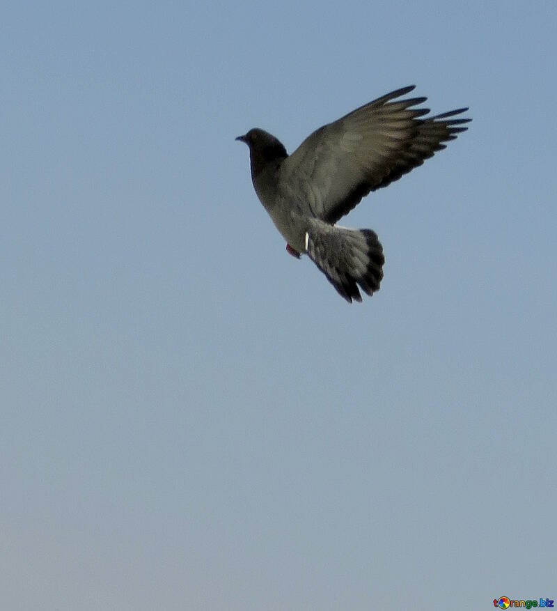 Bird in flight №19807