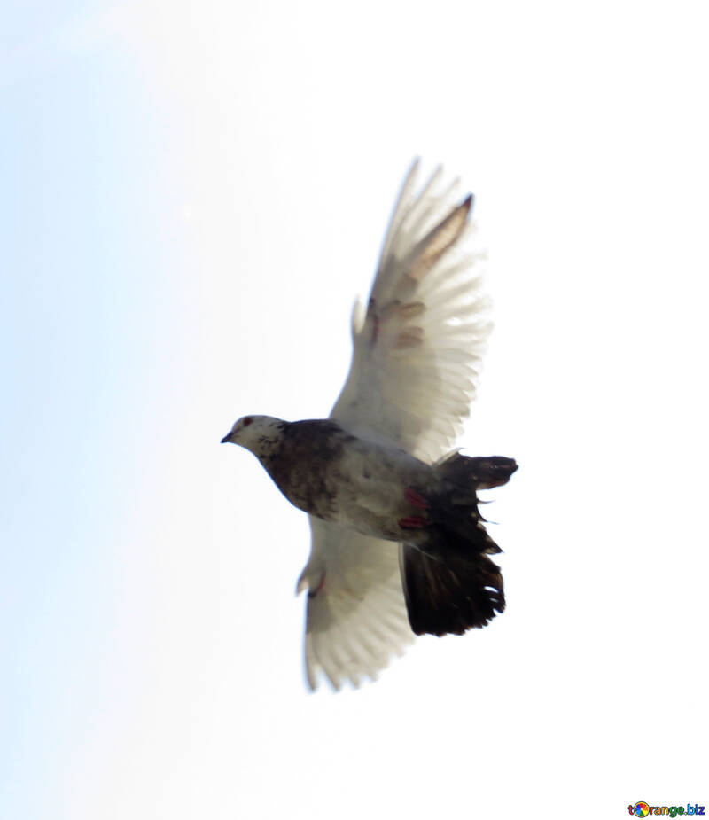 Dove in flight №19827