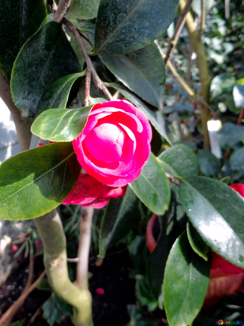 En el árbol de la flor №19452