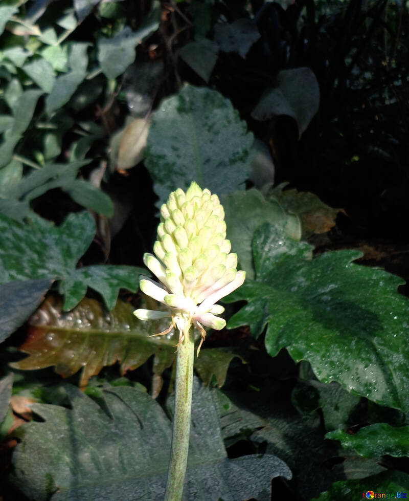 Nella giungla di fiori №19504