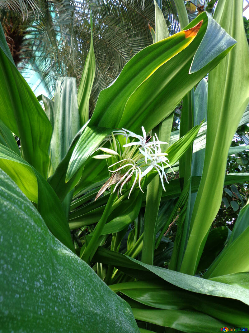 Tropische Blume №19486