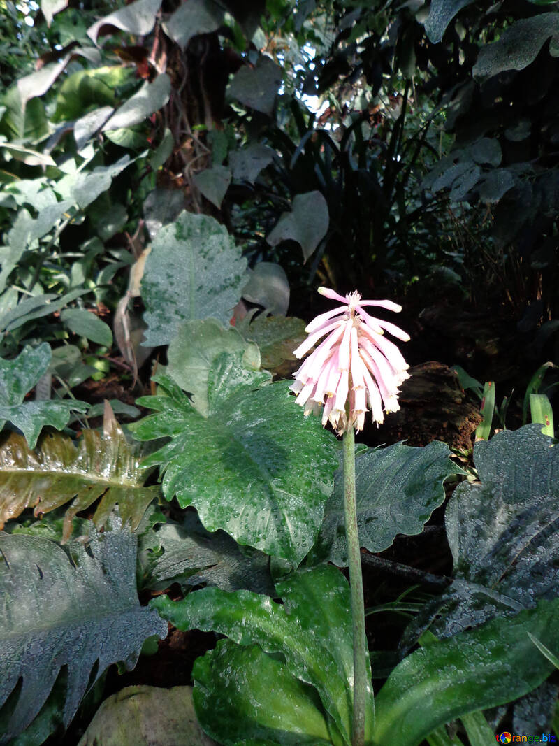 Тропічний квітка №19503
