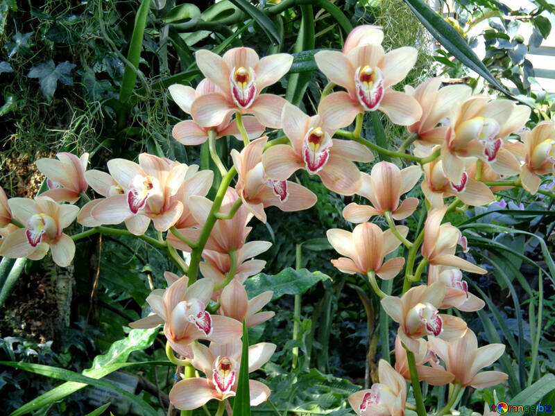 Jardín de orquídeas №19530