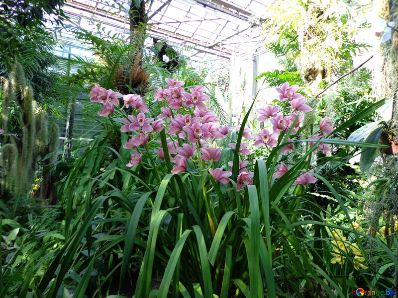 Blühende Orchideen №19531