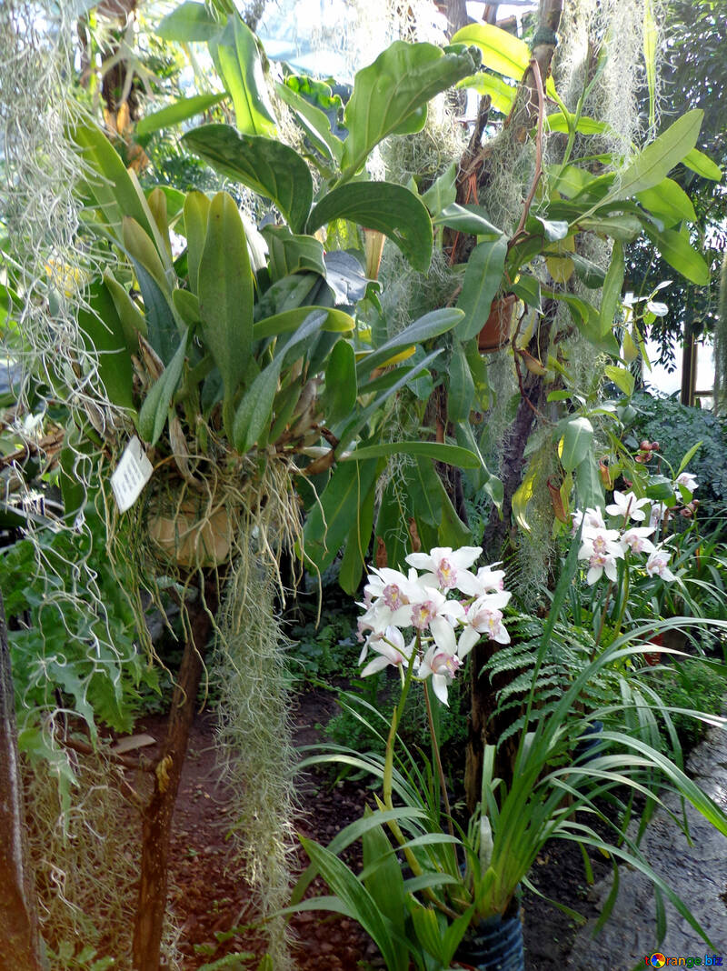 Jardín con orquídeas №19522