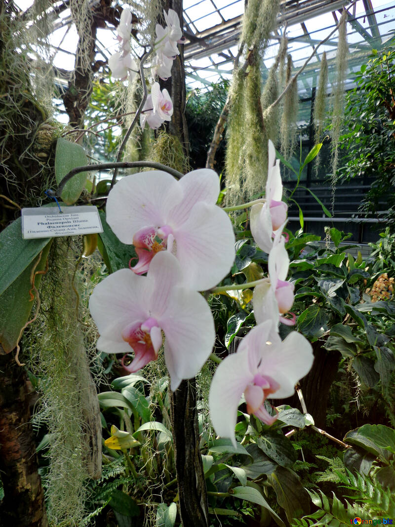 Orchidées dans le jardin №19525