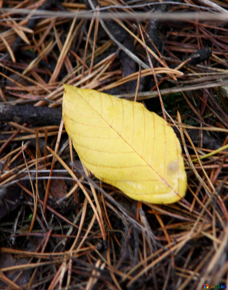 Fallen leaf №19093