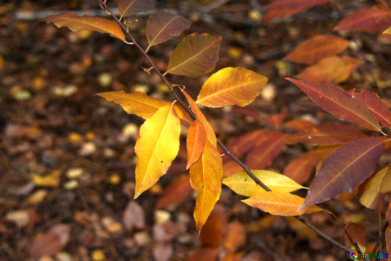 Autumn leaves on tree №19057