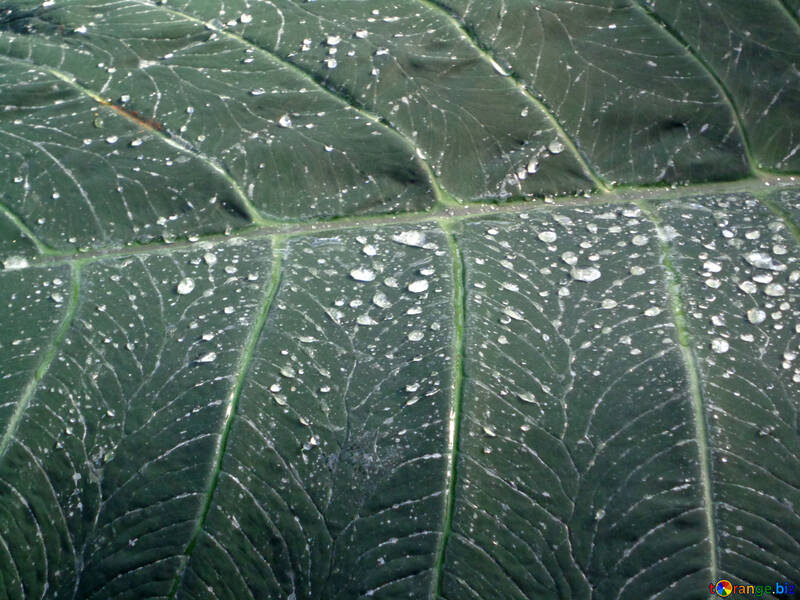 L`eau sur les feuilles №19497