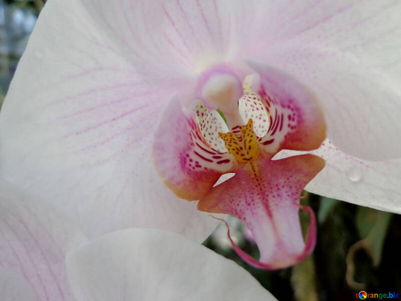 Orchid macro №19524