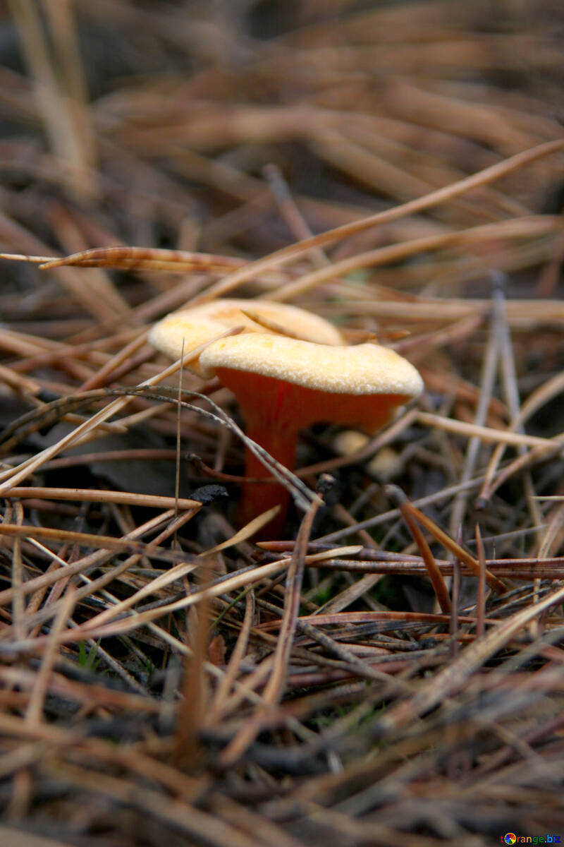 Orange Mushroom №19117