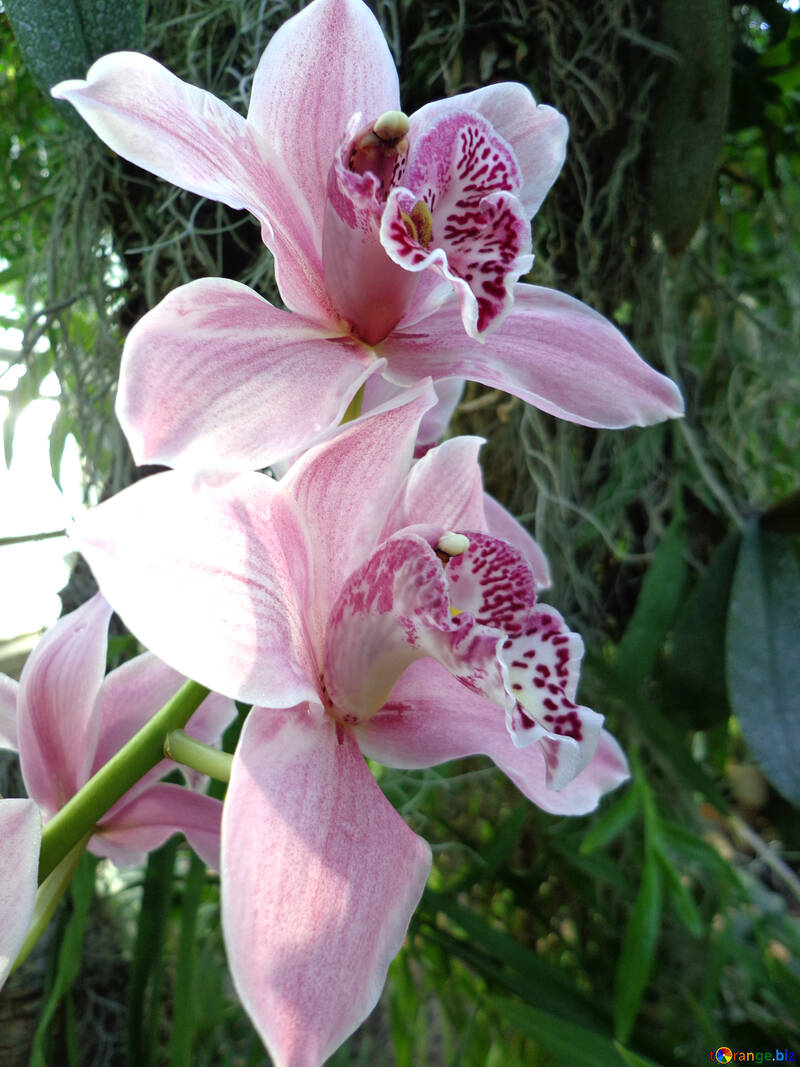 Fiori di orchidea №19532