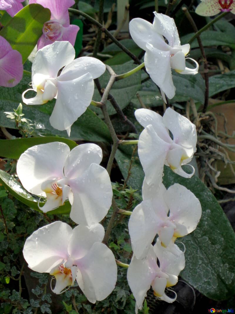 Orchidea №19527