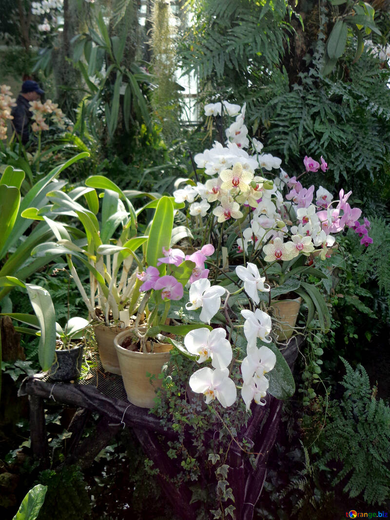 Orchidée №19528