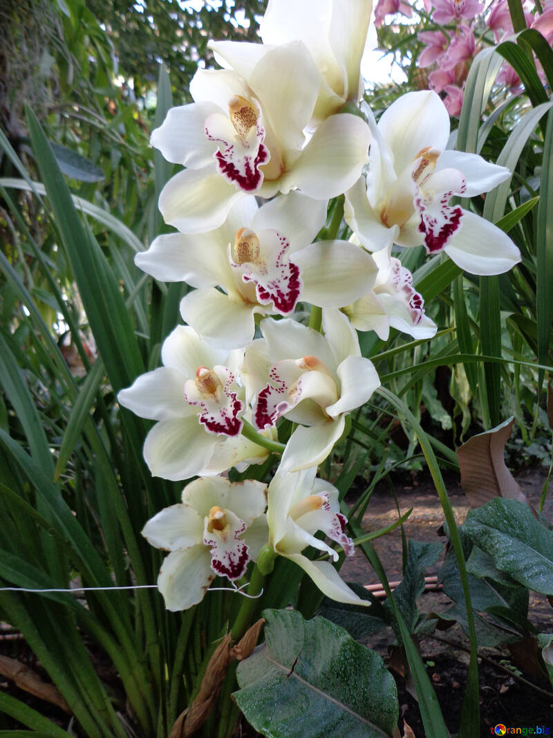 Orchidea dal vivo №19535