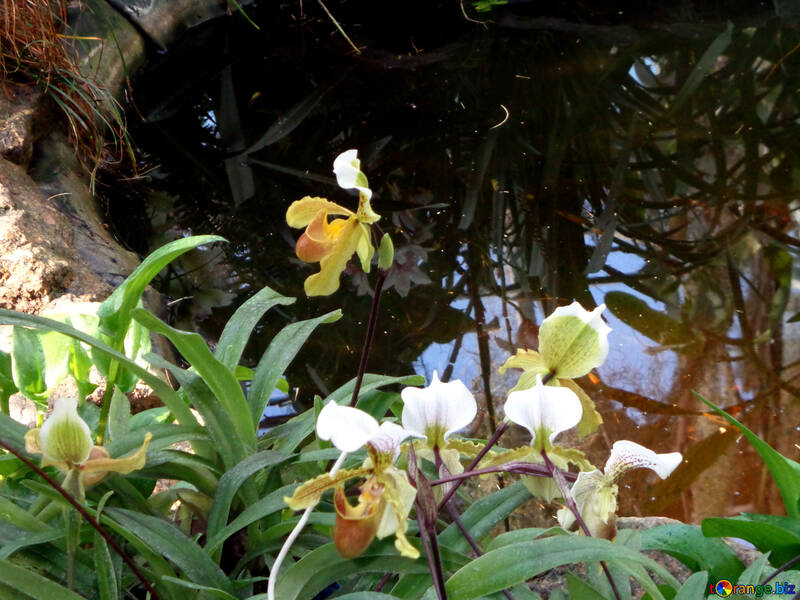 Pond and orchid №19518