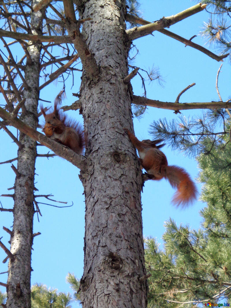 Squirrel play tree №19456