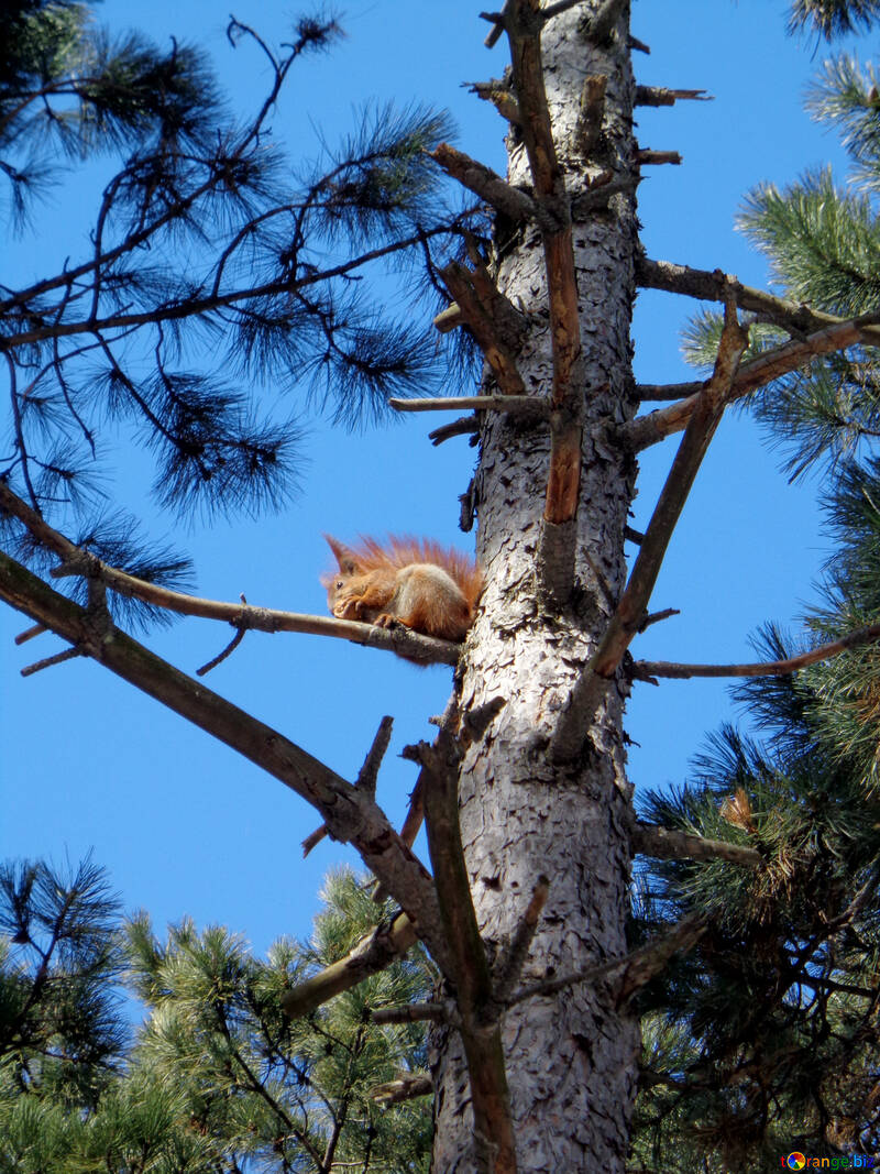 Eichhörnchen auf Baum №19462