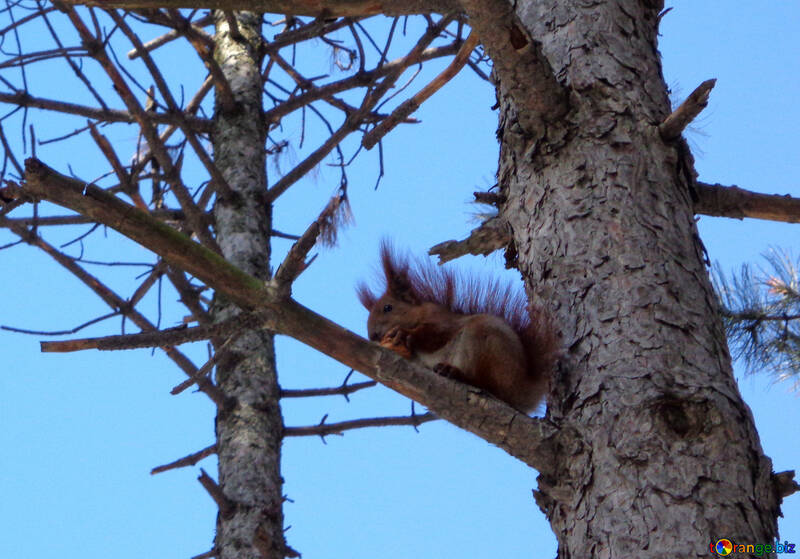 Squirrel on branch №19455
