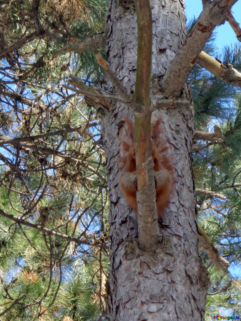 Squirrel sitting on branch №19457