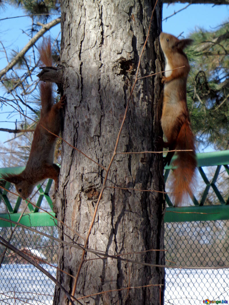 Two squirrel play №19460