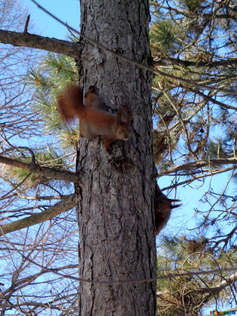 Due scoiattoli in esecuzione intorno all`albero №19461