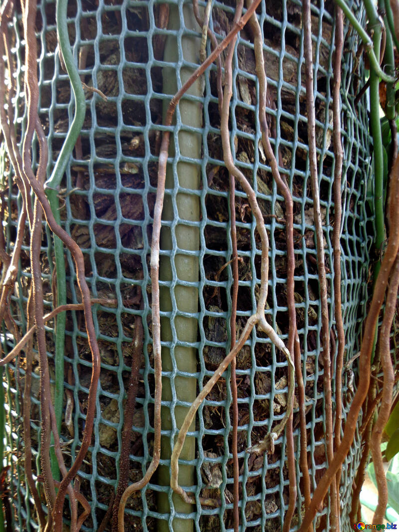 Net for climbing plant №19491