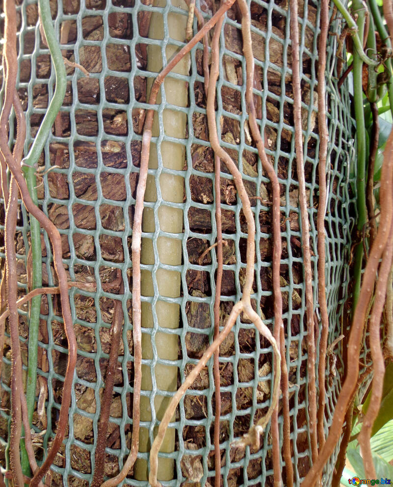 Net の植物 №19492