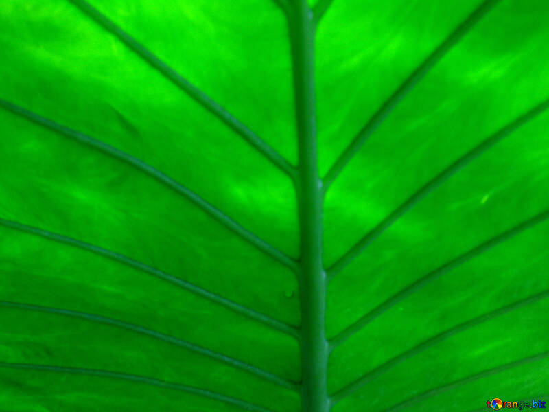 Plant leaf texture №19489