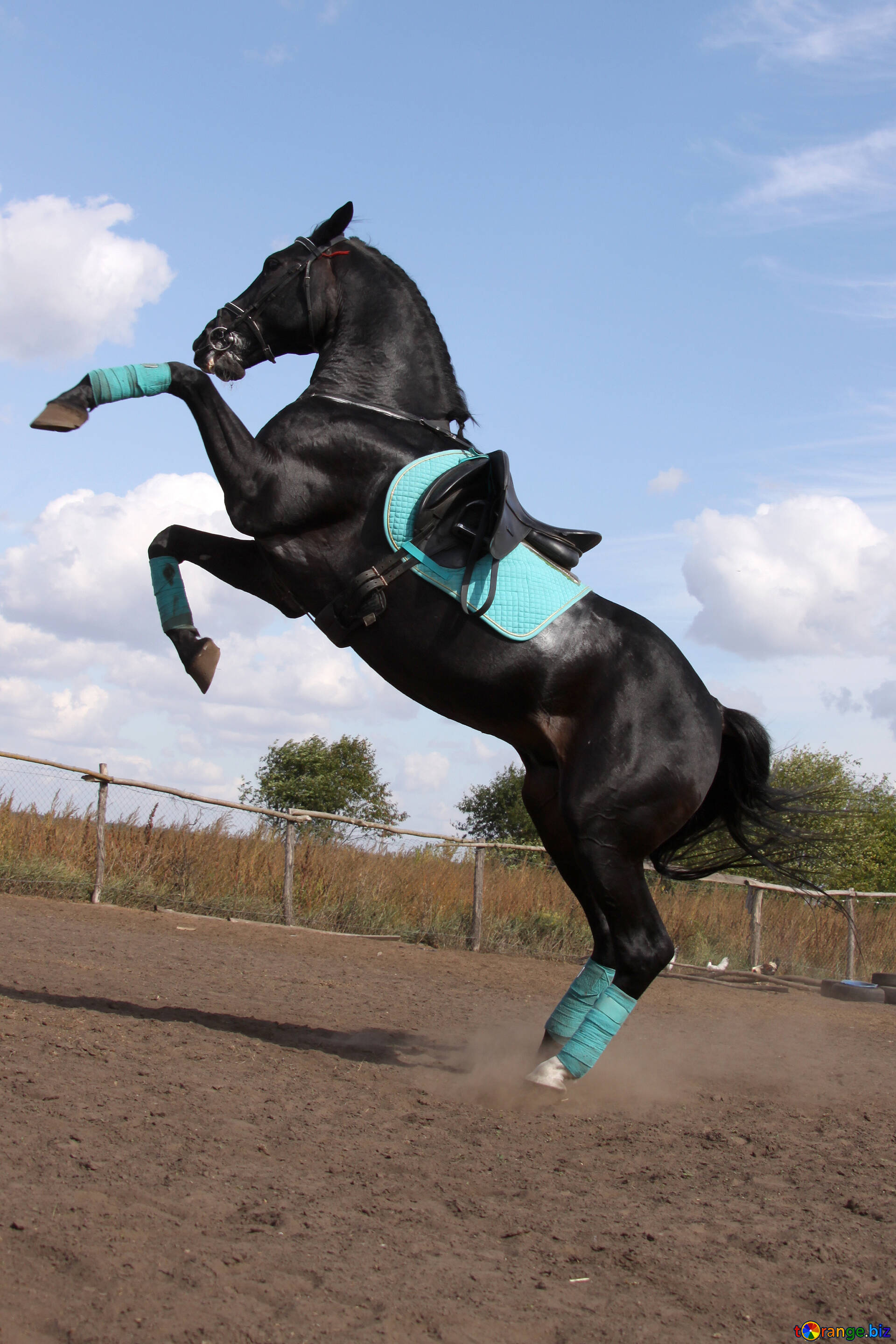 訓練された馬 無料の写真 壁紙 馬 無料の写真 スポーツ 2541 Torange Biz