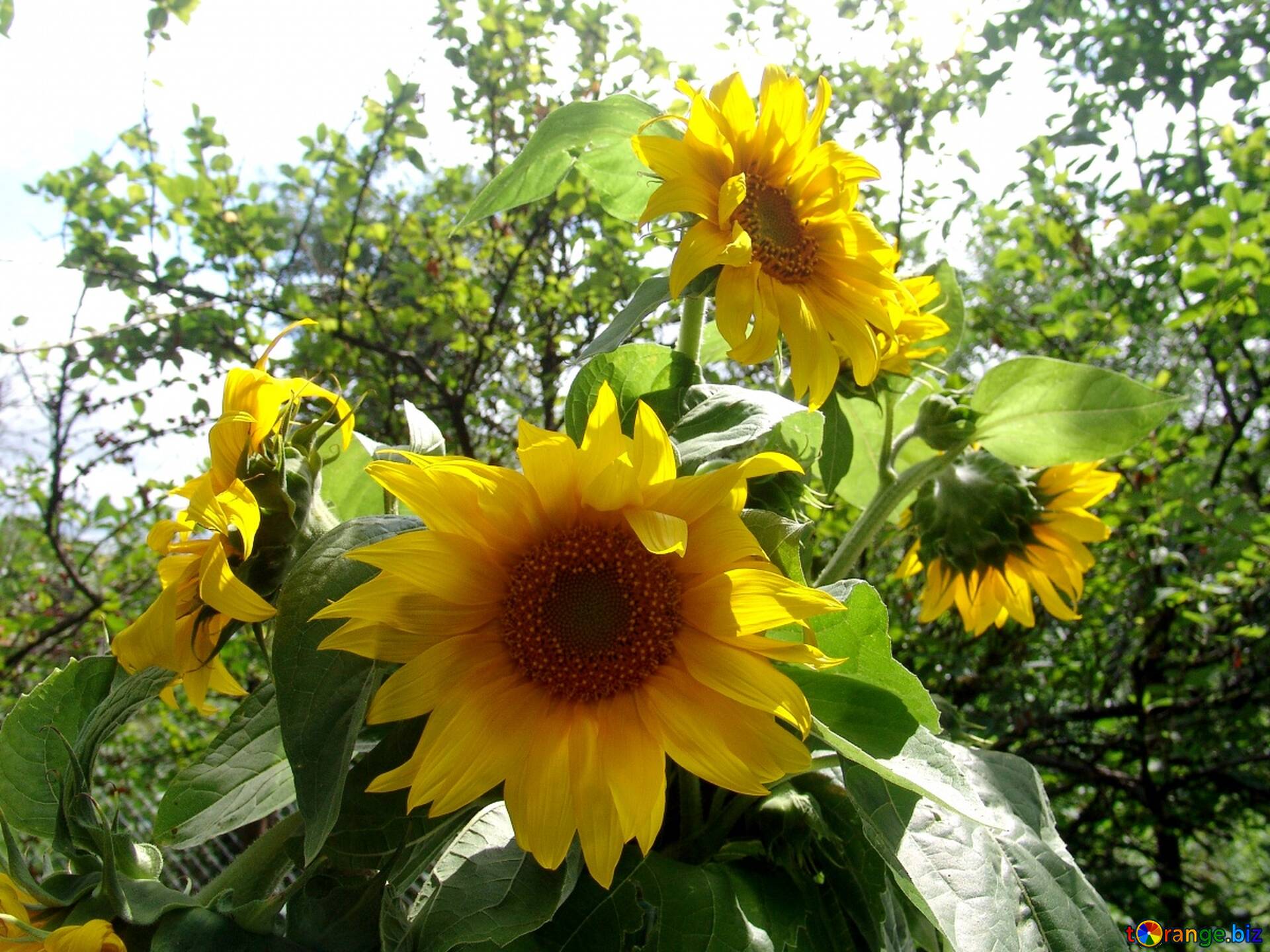 ヒマワリの花束 無料の写真 花束 の ヒマワリ 無料の写真 向日葵 2486 Torange Biz