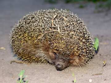  Hedgehog  №2471