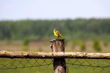 Uccello giallo №2462