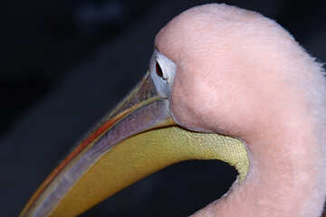 Голова рожевого пелікана №2925