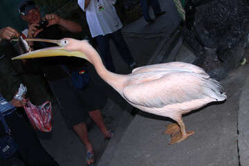  Pelican eats fish  №2923