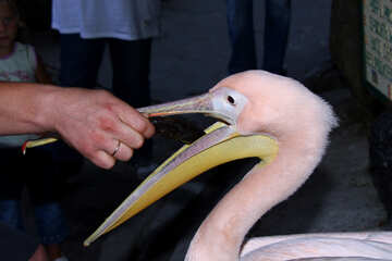 Pelican  takes  fish  from  hands №2924