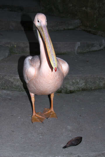 Pink  Pelican  at  stairs №2926