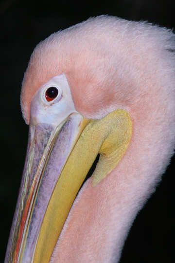 Portrait of pink pelican №2902