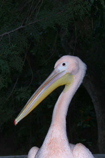 Pelicano Branco apresenta №2904